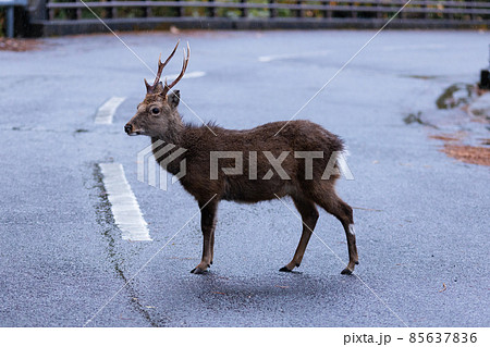 冬の屋久島の野生動物(ヤクシカ)(ジブリ・もののけ姫の舞台)~九州の世界自然遺産~ 85637836