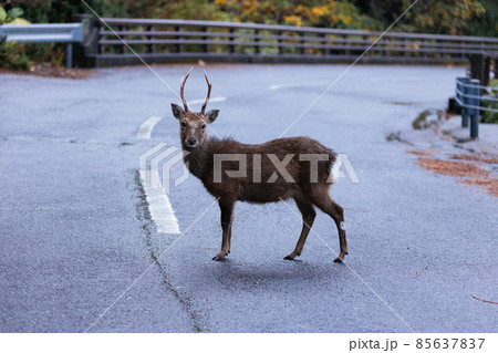 冬の屋久島の野生動物(ヤクシカ)(ジブリ・もののけ姫の舞台)~九州の世界自然遺産~ 85637837