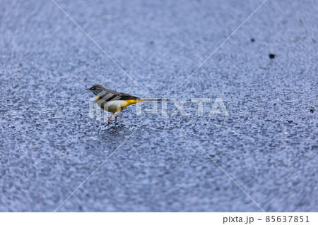 冬の屋久島の野生動物(鳥)(ジブリ・もののけ姫の舞台)~九州の世界自然遺産~ 85637851