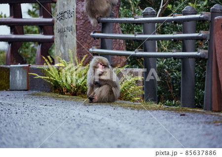冬の屋久島の野生動物(猿)(ジブリ・もののけ姫の舞台)~九州の世界自然遺産~ 85637886