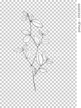 botanical wild flowers line art and garden plants.Hand drawn leaves, pink flowers, herbs and natural elements. For decorations, scrapbooking, cards for birthday, party, baby shower. botanical wild flowers line art and garden plants.Hand drawn leaves, pink flowers, herbs and natural elements. For decorations, scrapbooking, cards for birthday, party, baby shower. 85638099