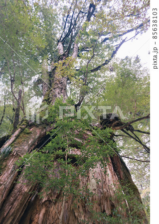 冬の屋久島の風景(ジブリ・もののけ姫の舞台)~九州の世界自然遺産~ 冬の屋久島の風景(ジブリ・もののけ姫の舞台)~九州の世界自然遺産~ 85638103