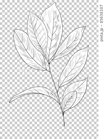 botanical wild flowers line art and garden plants.Hand drawn leaves, pink flowers, herbs and natural elements. For decorations, scrapbooking, cards for birthday, party, baby shower. botanical wild flowers line art and garden plants.Hand drawn leaves, pink flowers, herbs and natural elements. For decorations, scrapbooking, cards for birthday, party, baby shower. 85638107