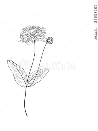 botanical wild flowers line art and garden plants.Hand drawn leaves, pink flowers, herbs and natural elements. For decorations, scrapbooking, cards for birthday, party, baby shower. 85638109
