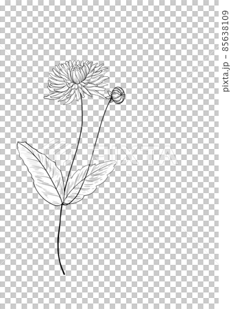 botanical wild flowers line art and garden plants.Hand drawn leaves, pink flowers, herbs and natural elements. For decorations, scrapbooking, cards for birthday, party, baby shower. botanical wild flowers line art and garden plants.Hand drawn leaves, pink flowers, herbs and natural elements. For decorations, scrapbooking, cards for birthday, party, baby shower. 85638109