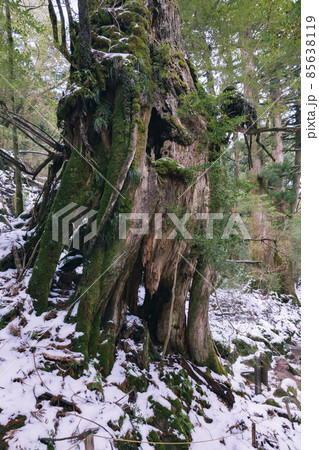 冬の屋久島の風景(ジブリ・もののけ姫の舞台)~九州の世界自然遺産~ 冬の屋久島の風景(ジブリ・もののけ姫の舞台)~九州の世界自然遺産~ 85638119