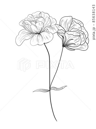 botanical wild flowers line art and garden plants.Hand drawn leaves, pink flowers, herbs and natural elements. For decorations, scrapbooking, cards for birthday, party, baby shower. 85638143