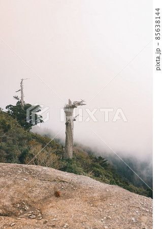 冬の屋久島の風景(ジブリ・もののけ姫の舞台)~九州の世界自然遺産~ 85638144