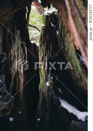 冬の屋久島の風景(ジブリ・もののけ姫の舞台)~九州の世界自然遺産~ 冬の屋久島の風景(ジブリ・もののけ姫の舞台)~九州の世界自然遺産~ 85638257