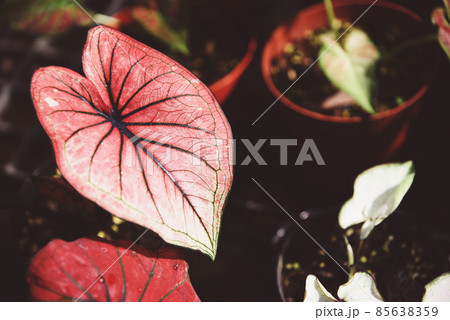 Caladium bicolor leaf plant, colorful leaves in pot ornamental plant in the garden various kinds queen of the leaf plants, spotted leaves Aglaonema Repotting plant concept 85638359