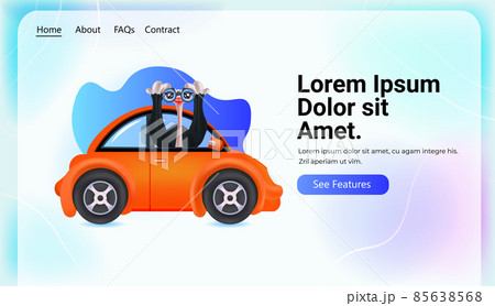 ostrich driving car bird looking trough binoculars transportation traveling concept horizontal ostrich driving car bird looking trough binoculars transportation traveling concept horizontal 85638568