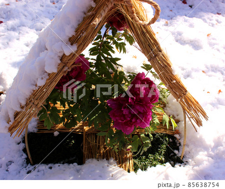 藁囲いにも雪が積もった上野東照宮ぼたん苑の赤い冬牡丹（1） 85638754