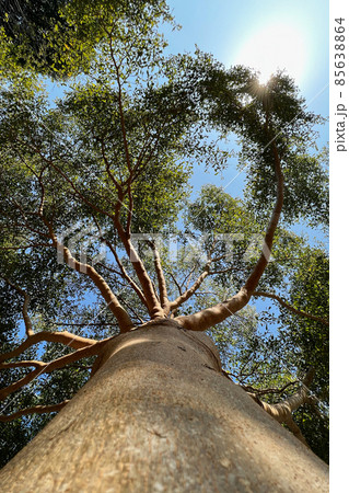 Landscape the big tree  85638864