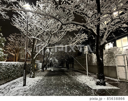雪に包まれた桜の街路樹が並ぶ夜の遊歩道 85638866