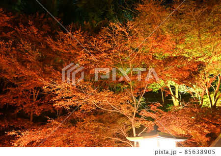 法多山尊永寺の紅葉 85638905