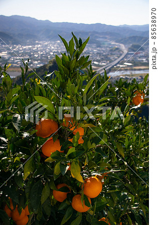 有田みかん　みかんの丘　和歌山県有田郡有田川町 85638970