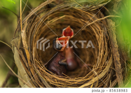 close up baby bird waiting for feeding a food in the nest on a tree branch close up baby bird waiting for feeding a food in the nest on a tree branch 85638983