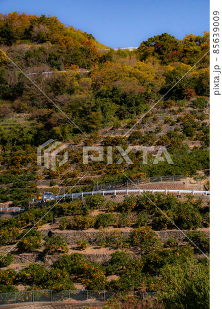 有田みかん　みかんの丘　和歌山県有田郡有田川町 85639009