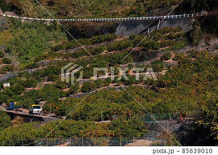 有田みかん　みかんの丘　和歌山県有田郡有田川町 85639010