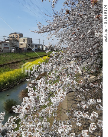 菜の花　桜 85639174