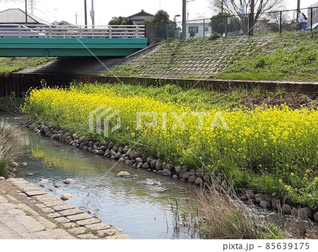 菜の花　石段 85639175