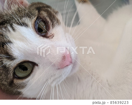 かわいいお目々で見つめる猫ちゃんの写真素材 [85639223] - PIXTA