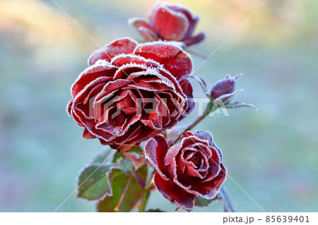 霜薔薇 85639401