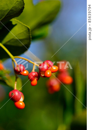 柾(まさき) 85639794