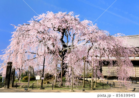 麻績の里・舞台桜 麻績の里・舞台桜 85639945
