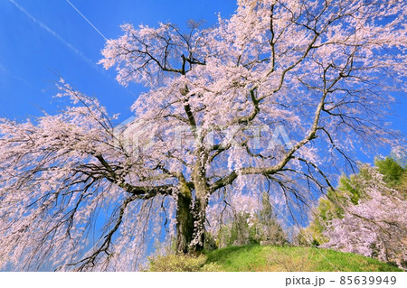 麻績の里・石塚桜 85639949