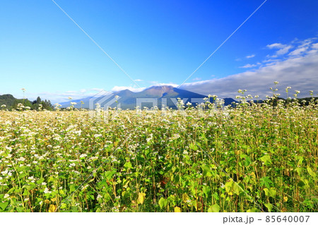 浅間山と蕎麦畑 浅間山と蕎麦畑 85640007