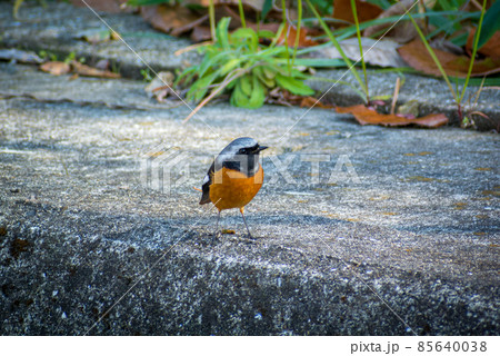 ジョウビタキ 雄 ジョウビタキ 雄 85640038