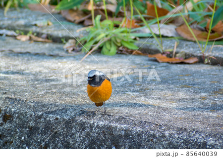 ジョウビタキ　雄 85640039