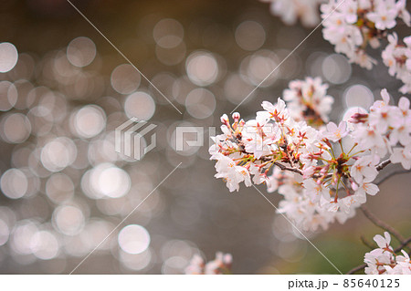 川をバックにした桜 85640125