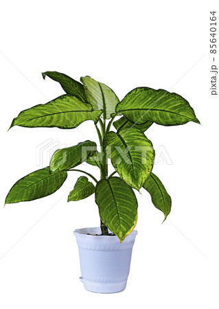 Indoor flower in a white pot. Dieffenbachia. 85640164