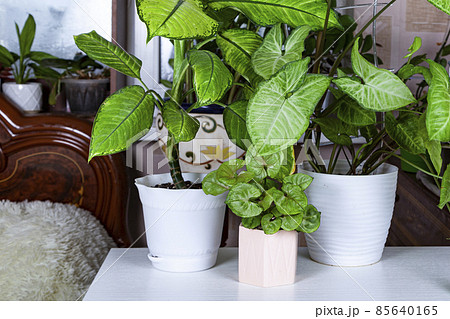 Indoor flowers in the interior. 85640165