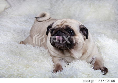 Dog lies on a white fluffy blanket. 85640166