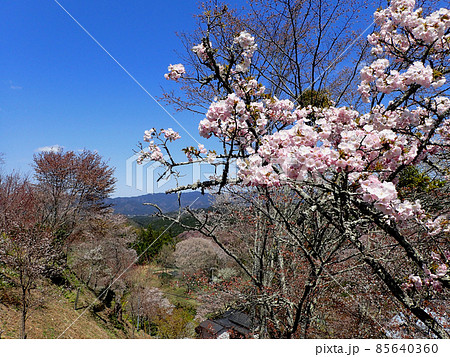 吉野の八重桜 吉野の八重桜 85640360