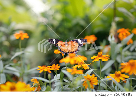 Butterfly fly to sky from orange flower garden 85640395