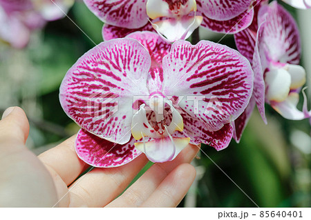 Beautiful purple orchid flower 85640401