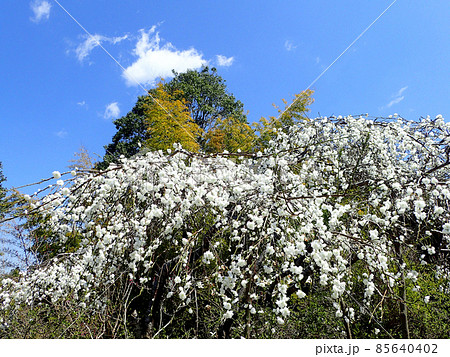 吉野の白いしだれ桜 吉野の白いしだれ桜 85640402