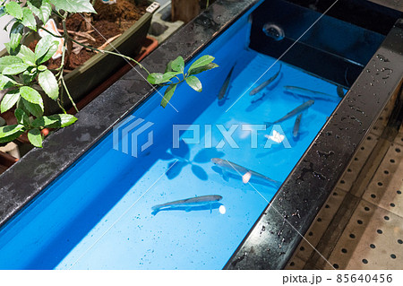 アクアマリンいなわしろカワセミ水族館 川ガキの池 アクアマリンいなわしろカワセミ水族館 川ガキの池 85640456