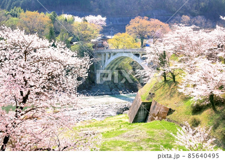 坂戸橋と桜 85640495