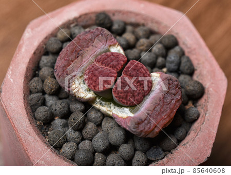 Lithops is cactus or succulent plants in desert. 85640608