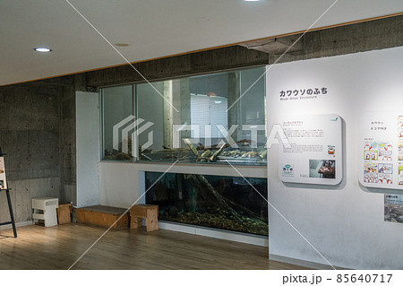 アクアマリンいなわしろカワセミ水族館 カワウソのふち アクアマリンいなわしろカワセミ水族館 カワウソのふち 85640717