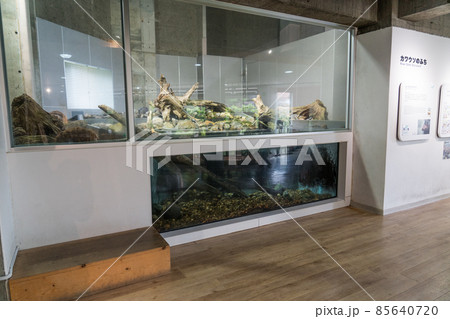 アクアマリンいなわしろカワセミ水族館 カワウソのふち アクアマリンいなわしろカワセミ水族館 カワウソのふち 85640720