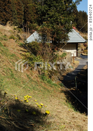 青梅雲平集落の福寿草 85640724
