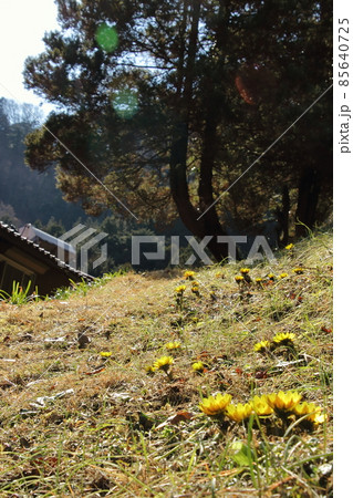 青梅雲平集落の福寿草 85640725