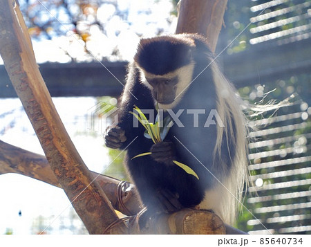 アビシニアコロブス 85640734