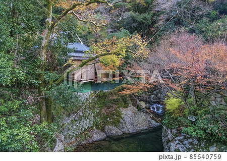 箕面国定公園の晩秋の紅葉 85640759